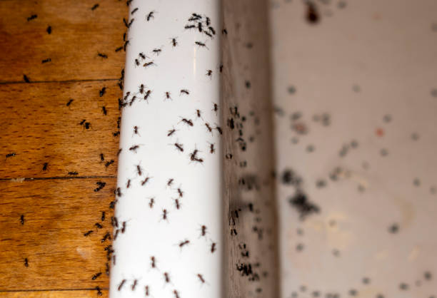 Best Ant Control Services  in Fairmont, WV