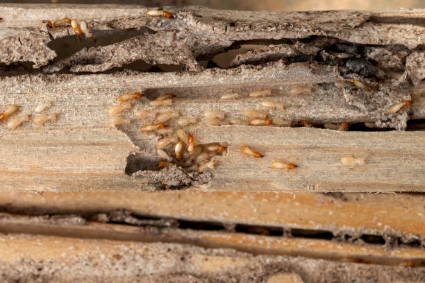Best Affordable Pest Control Services  in Fairmont, WV