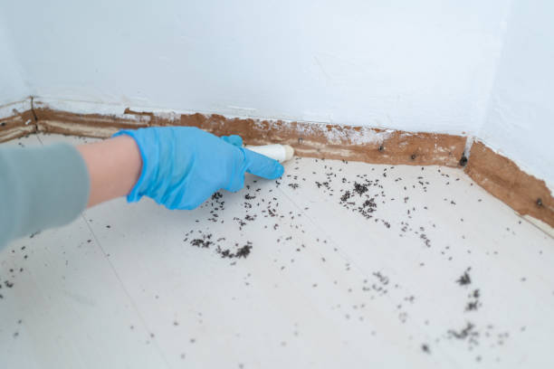 Best Pest Control for Homes  in Fairmont, WV