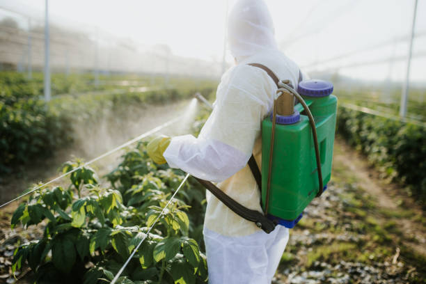Best Local Pest Control Services  in Fairmont, WV